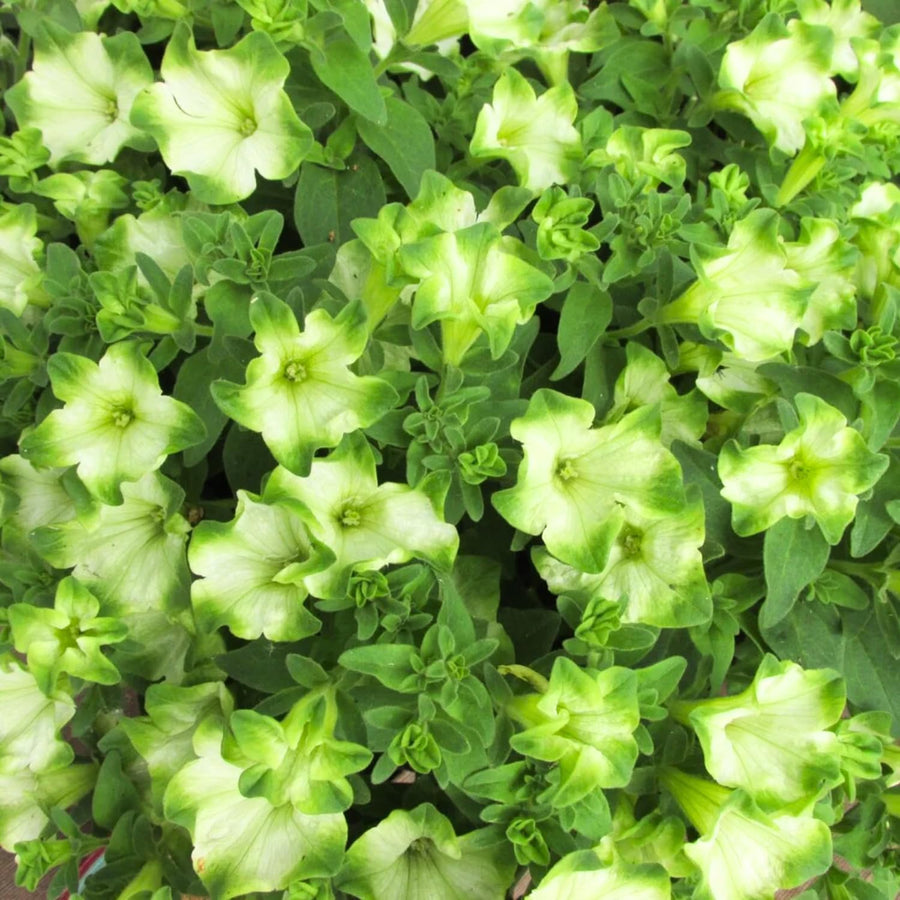 2 Petunia Live Plants, Pistachio Cream Petunia Flowers, Live Petunias Plants Outdoor Indoor, 5-9 Inch Tall