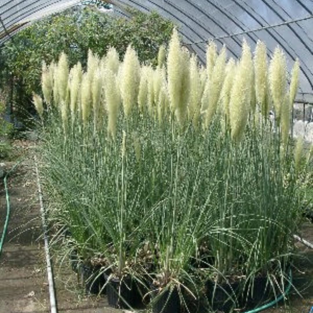 2 Plants of Pampas Grass Plant, White Pampas Grass Plants Live from 5 Inches in Height Ornamental Grass Plant Live