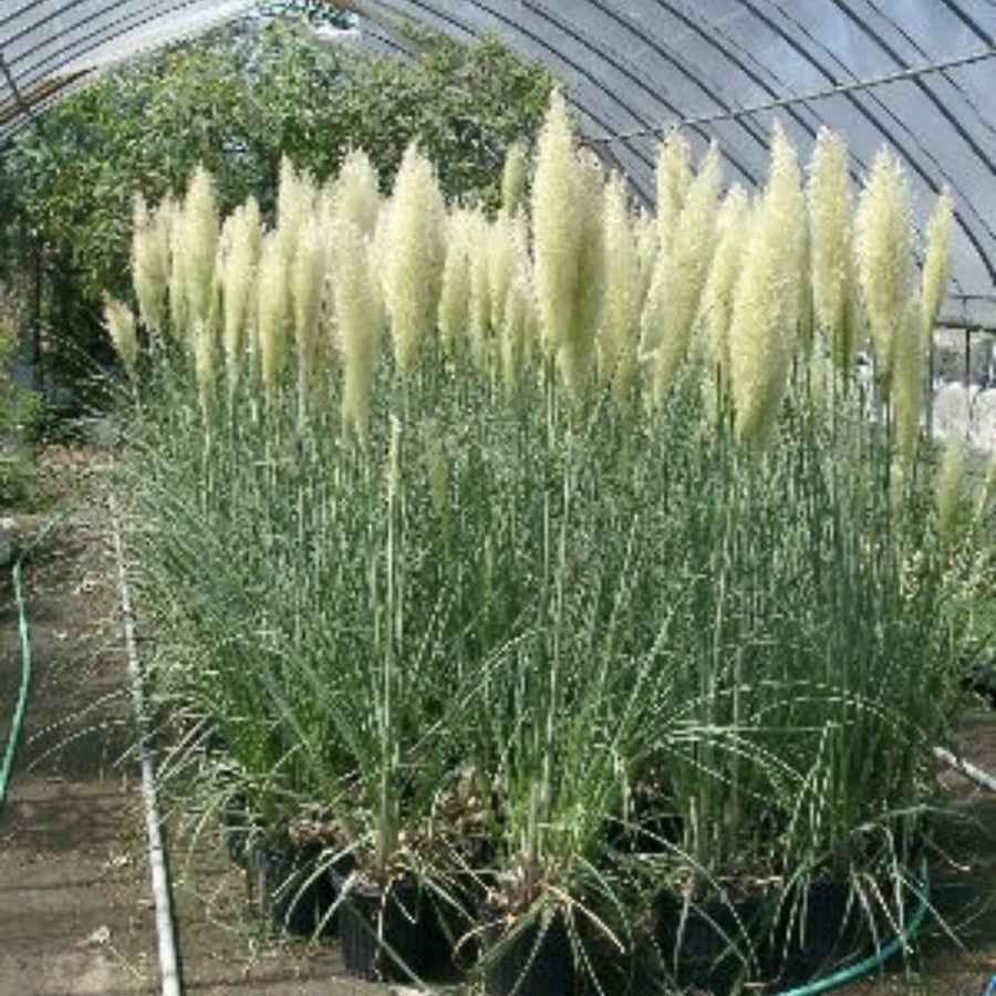 2 Plants of Pampas Grass Plant, White Pampas Grass Plants Live from 5 Inches in Height Ornamental Grass Plant Live