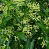 Night Blooming Jasmine Plant, Live Jasmine Flower Plant Indoor Well Rooted, Outdoor Garden Planting 8-10 Inches