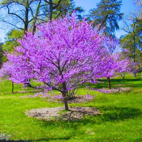 Redbud Tree Live Plant, 8-9 Months Old Red Bud Tree Outdoor, Spring Planting, Zones 4 to 9