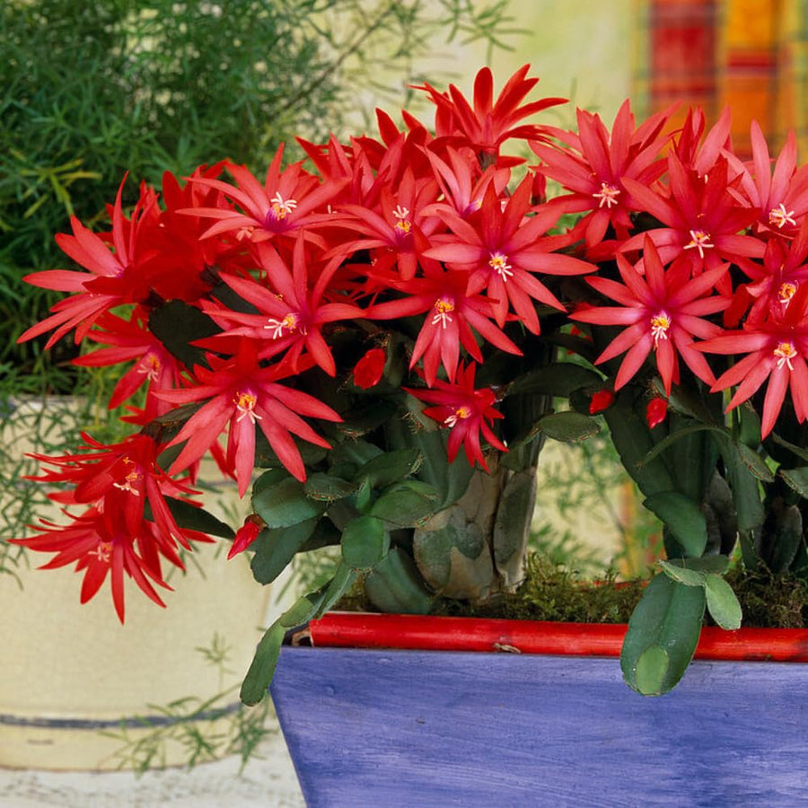 Easter Cactus Plant Live, Spring Cactus Live Plant, 4-8 Inch Height, Holiday Blooms for Outdoor Spaces, No Pot, Bareroot (Red)