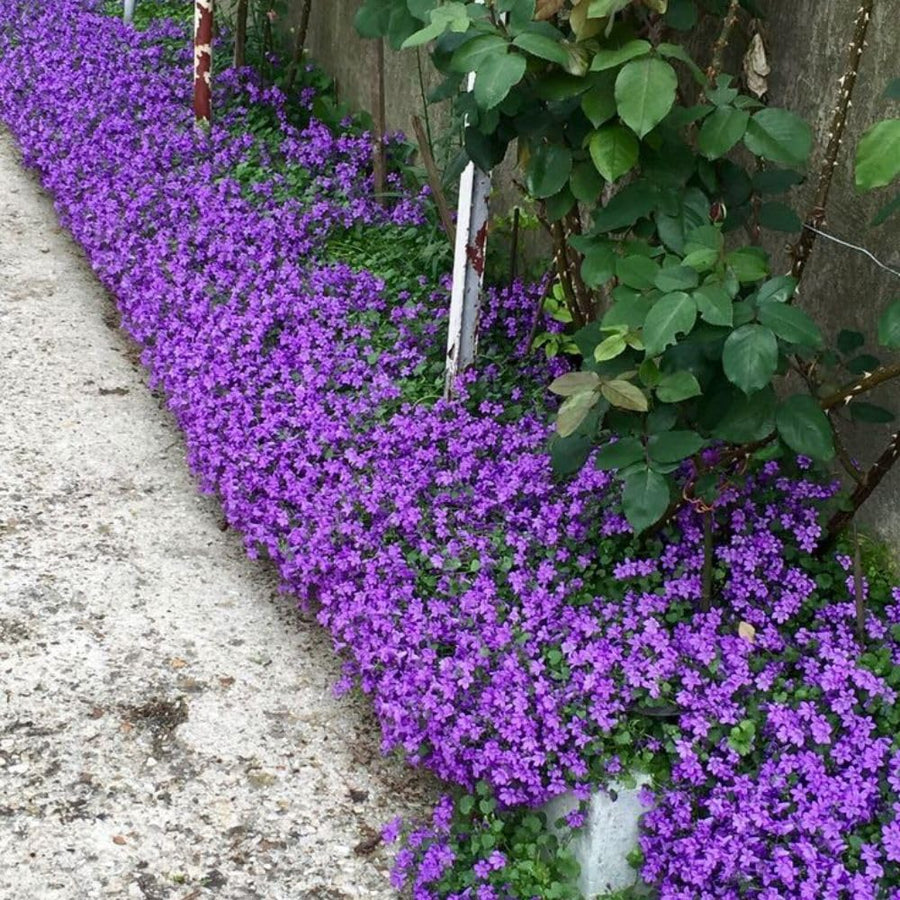 1200 Moss Verbena Seeds, Perennial Ground Cover, Purple Flower Seeds
