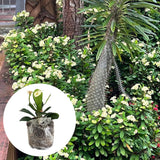 Euphorbia Milii Live Plant, Crown of Thorns Live Plant, Mix Flower Houseplant, 5-8 Inc Tall, Cold Hardy (White)