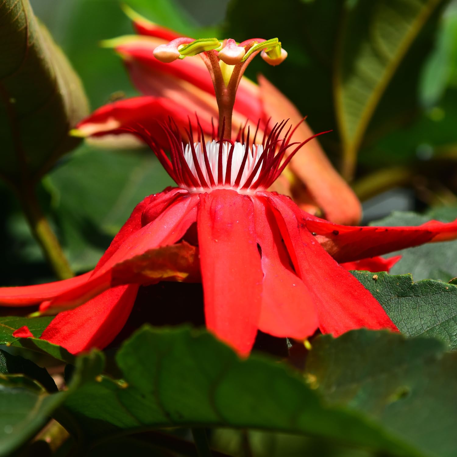 Red Passion Flower Plant - Red Passion Flower Vine Live Plant - Size 5 to 7 Inch Tall, Passiflora Flowers Starter Plant, Without Pot