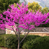 Eastern Redbud Trees Live Plants Seedlings, 1 Year Old Well- Rooted Bare Roots, 6 to 15 Inches, Red Bud Tree for Planting Outdoor