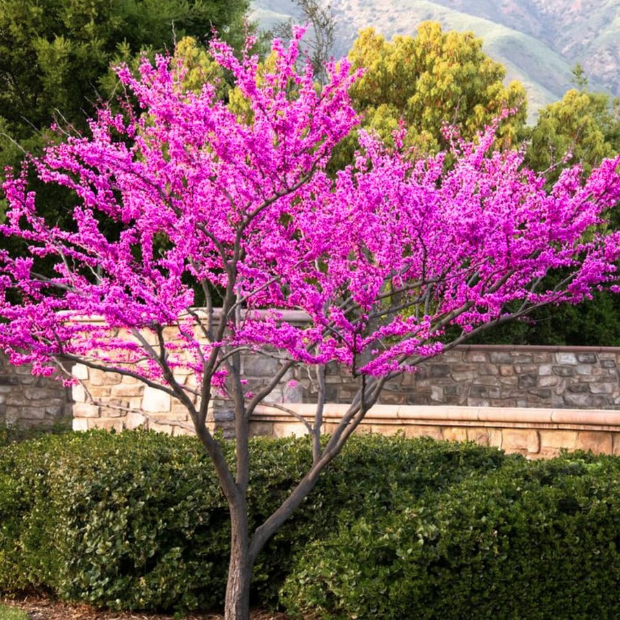 Eastern Redbud Trees Live Plants Seedlings, 1 Year Old Well- Rooted Bare Roots, 6 to 15 Inches, Red Bud Tree for Planting Outdoor