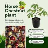 Horse Chestnut Live Tree Plant 4" Pot, Chestnut Plant Live, Hardy Ornamental Large Leaf Deciduous Tree for Garden