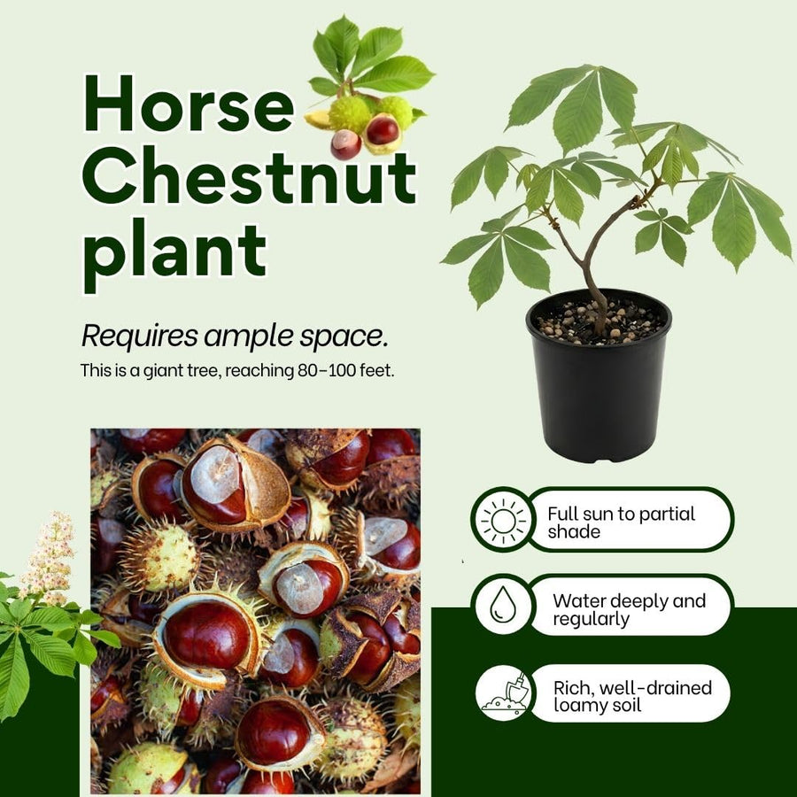Horse Chestnut Live Tree Plant 4" Pot, Chestnut Plant Live, Hardy Ornamental Large Leaf Deciduous Tree for Garden