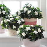 White Gardenia Plant Live, Flowering Jasmine Plant, 7-9 Inches Tall, White Flowering Gardenia Bush for Indoor Outdoor Garden