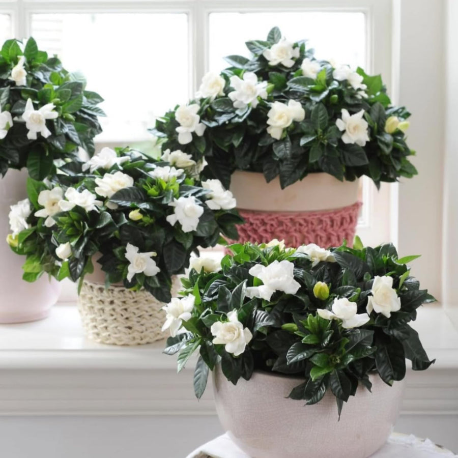 White Gardenia Plant Live, Flowering Jasmine Plant, 7-9 Inches Tall, White Flowering Gardenia Bush for Indoor Outdoor Garden