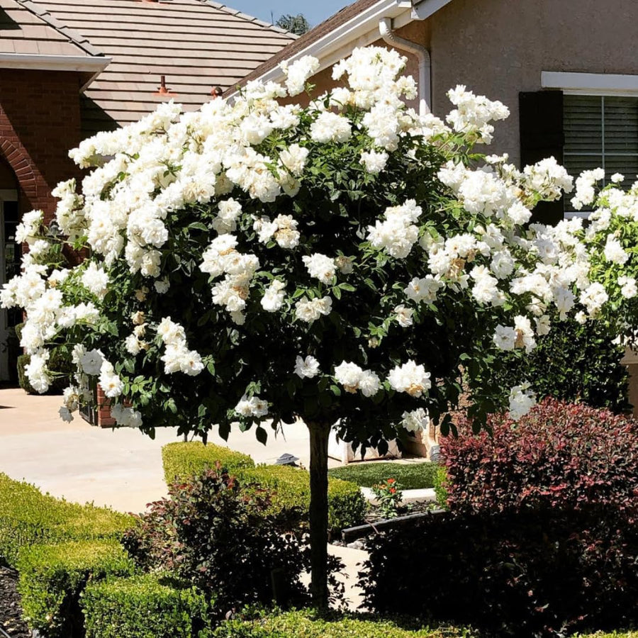 Climbing Roses Live Plants, Fragrant Climber Rose for Garden, 4 to 10 Inches Tall, Hybrid Tea Roses Bushes, Establish Root, Cut Back (White)