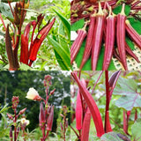 2 Red Okra Plants, 4-8 Inc Tall, Okra Plants Live for Planting, Live Vegetable Plant, Fast-Growing and Well-Rooted