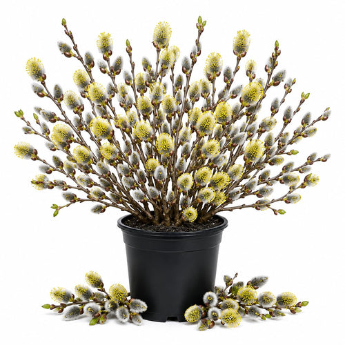 Pussy Willow Live Plant in 2.5 Inch Pot, Ornamental Shrub, Fast Growing Early Spring Blooming Tree for Gardening