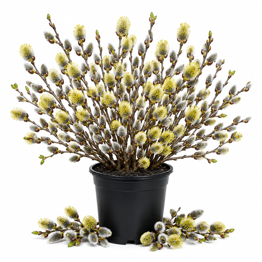 Pussy Willow Live Plant in 2.5 Inch Pot, Ornamental Shrub, Fast Growing Early Spring Blooming Tree for Gardening