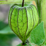 Cape Gooseberry Plant in 4 Inch Pot, 6-9 Inch Tall Ground Cherry Plant, Fruit Seedling for Garden - Sweet Tropical Berry Plants
