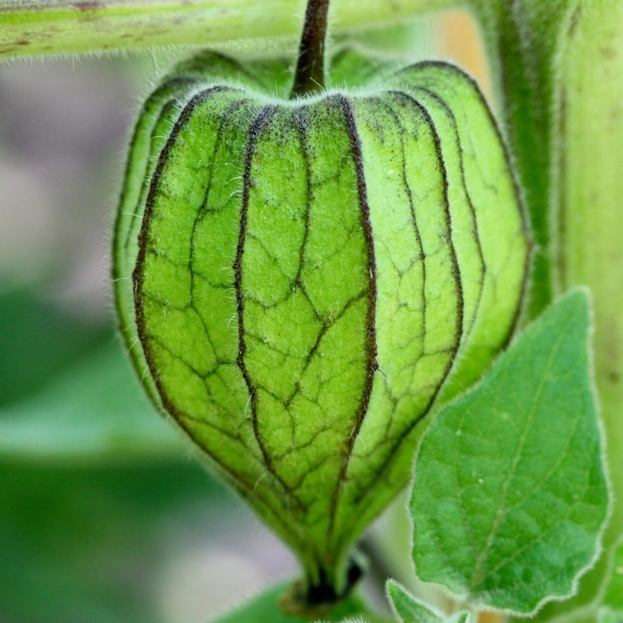 Cape Gooseberry Plant in 4 Inch Pot, 6-9 Inch Tall Ground Cherry Plant, Fruit Seedling for Garden - Sweet Tropical Berry Plants
