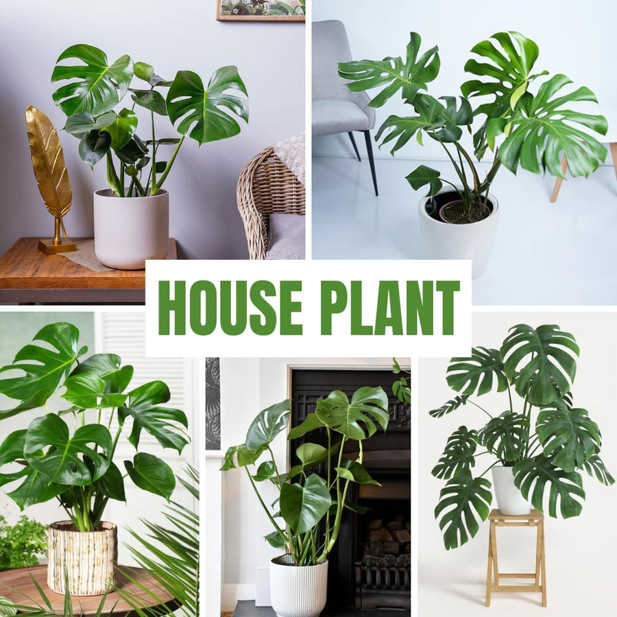2 Monstera Plants Live, Swiss Cheese Philodendron Plant, Ornamental Tropical Well-Rooted, 4 to 5 Leaves for Indoor Houseplant (Monstera Swiss Cheese Round Leaf)