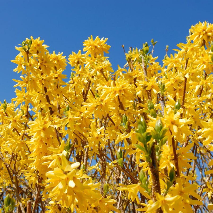 Gold Forsythia Live Plant in 2.5 Inch Pot, Forsythia Plant Live, Hardy Yellow Flowering Shrub for Outdoor Gardens