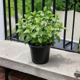 Fragrant Mint Plant Live, 4-6 Inches, Culinary Mint Herb for Indoor Outdoor Gardens (Spearmint)