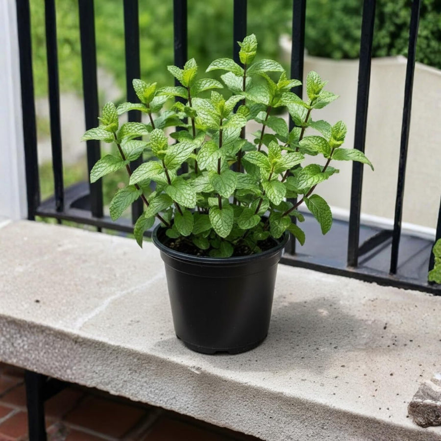 Fragrant Mint Plant Live, 4-6 Inches, Culinary Mint Herb for Indoor Outdoor Gardens (Spearmint)