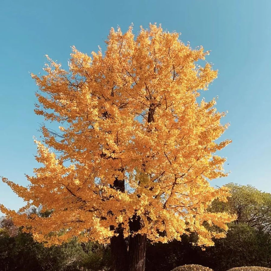 Ginkgo Tree Live Plant, Yellow Leaves, Hardy Ginkgo Tree, 8-10" Tall in Quart Pot for Planting