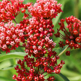 2 Mikweed Live Plants, Asclepias Tuberosa Perennial Flowers Plants, Tropical Butterfly Milkweeds 4-8 Inch for Outdoor Garden (Deep Red)
