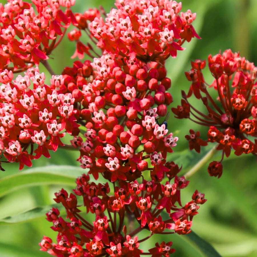 2 Mikweed Live Plants, Asclepias Tuberosa Perennial Flowers Plants, Tropical Butterfly Milkweeds 4-8 Inch for Outdoor Garden (Deep Red)