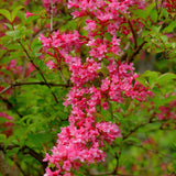 Pink Weigela Plant Pot, 6 to 9 Inc Tall, Weigela Live Plant, 4 Inc Pot, Live Weigela Plant for Garden