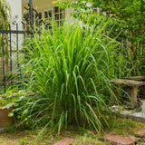 4 Lemongrass Live Plants, Lemon Grass Rooted Plants 8-10'', Ready to Plant Indoor Outdoor