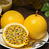 Yellow Passion Fruit Plant Live, 10-12 Inches Tall in 4 Inch Pot, Passiflora Tropical Vine for Outdoor Growing, Passionfruit Seedling