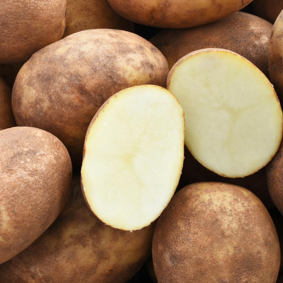 High Yielding Russet Potato Tubers, 1 Pound Potatoes Plants Bulbs for Outdoor Growing,Vegetables Heirloom Potato Seeds Live Tuber for Home Garden