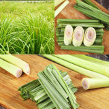 2 Lemon Grass Live Plant, Lemongrass Plants Live Well Rooted, Live Lemongrass Plant for Outside, Herbs for Planting Indoor Outdoor Garden