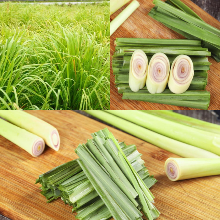2 Lemon Grass Live Plant, Lemongrass Plants Live Well Rooted, Live Lemongrass Plant for Outside, Herbs for Planting Indoor Outdoor Garden