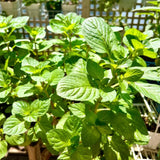 TANKDA Sets 2 Live Mint Plants Herb in 3.5" Pot, Fresh Orange Mint for Indoor Outdoor Growing, Spring Planting, 5-9" in Tall