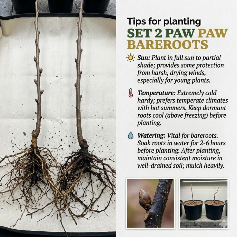 Pecan Tree Live Plants, Nut Plant, Pecan Tree Live for Planting, Bareroots 10 to 14 Inches Tall, Hardy Nut Seedling