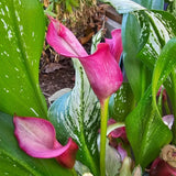 Set 3 Pink Calla Lily Bulbs for Outdoor Planting, Calla Lily Bulbs for Planting, Ornamental Flower Bulbs for Growing
