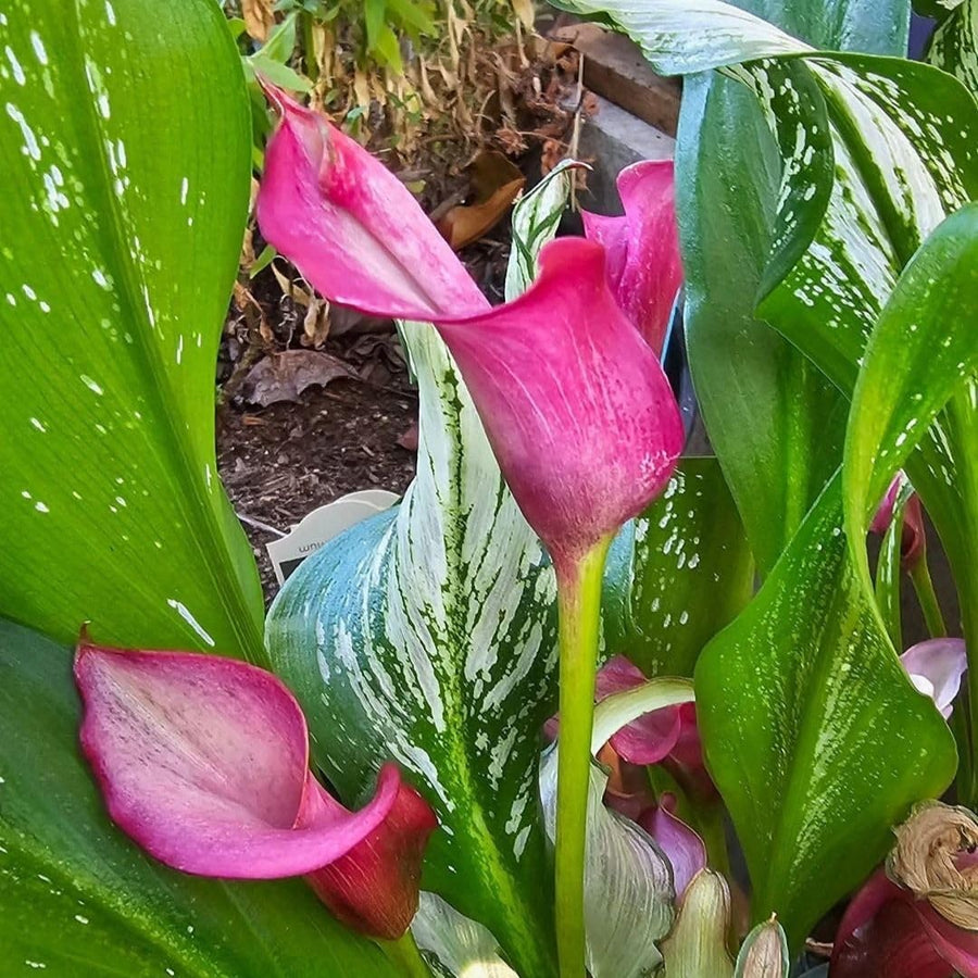 Set 3 Pink Calla Lily Bulbs for Outdoor Planting, Calla Lily Bulbs for Planting, Ornamental Flower Bulbs for Growing
