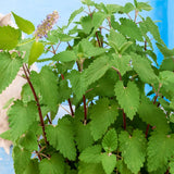 Set of 2 Catnip Live Plants, 4-6 Inches Tall, Fragrant Herb Plants for Outdoor Garden and Raised Beds