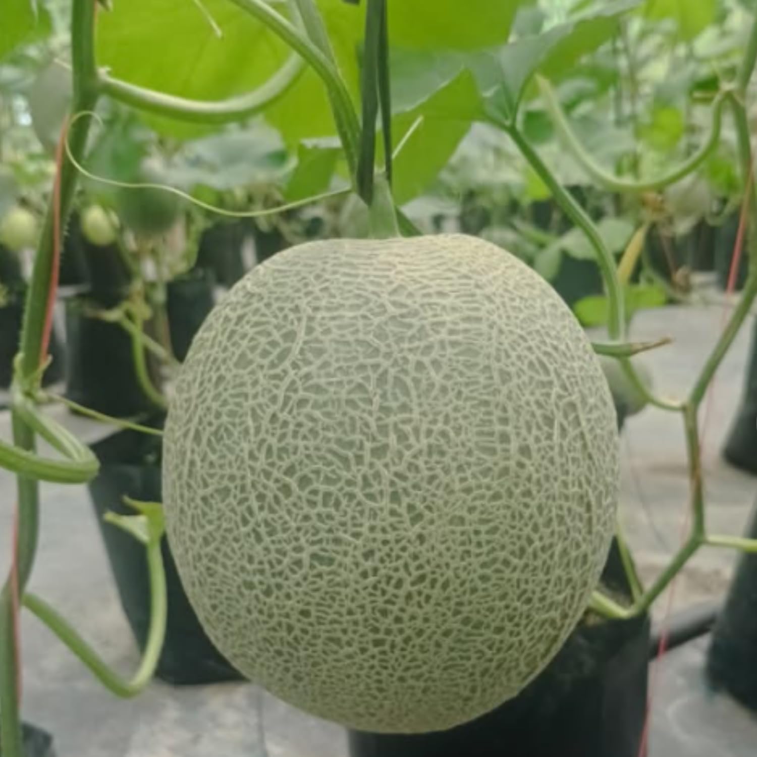 2 Hales Melon Plants Live, Sweet Yellow Melon Variety in 4'' Pot, 4-6 Inch Tall Starter Plants, Edible Fruit for Outdoor Garden, Ready to Grow