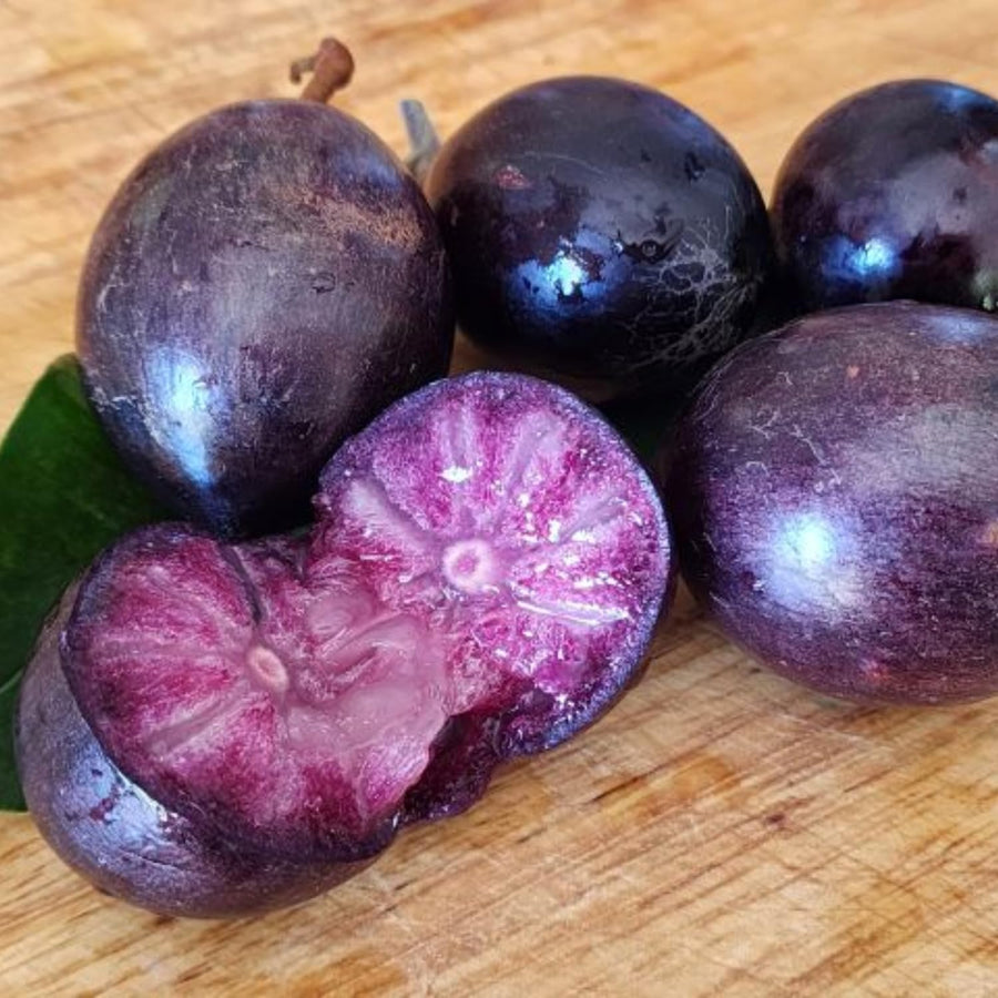 Purple Star Apple Tree Live Plant, 2-3 Feet, in 1 Gallon Pot, Tropical Fruit Tree