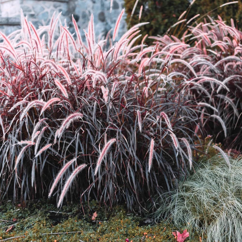 2 Purple Fountain Grass Live Plants, Perennial Grass Clumps for Outdoor Landscaping Growing, Ornamental Grasses Ready to Grow 4-9 Inches