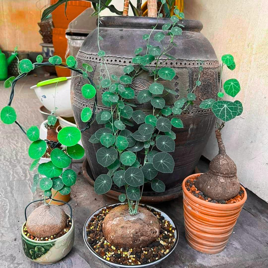 Starter 2-2.5" Stephania Cephalantha Plant Bulb, Various Size Caudex, Rare Succulent with No Hair Roots, Home Decor, Houseplant, Cold Hardy (4 to 5 Cm Caudex)