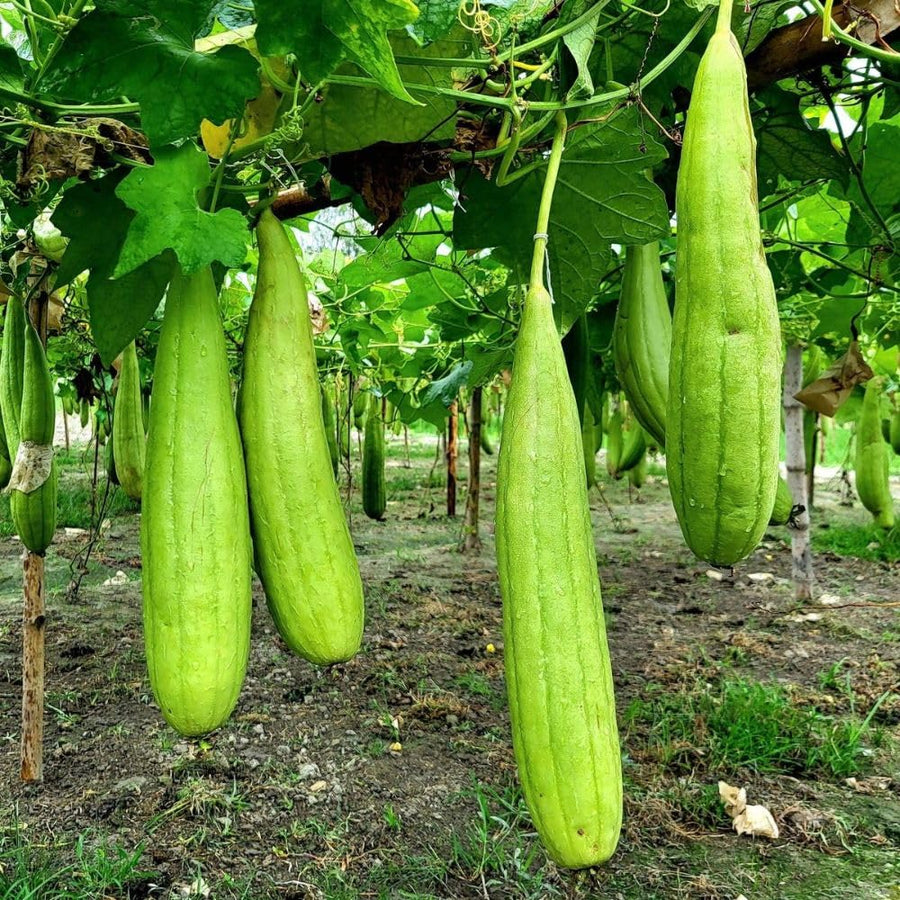 Luffa Sponge Gourd Seeds 70 Count, Loofah Seeds for Planting, Fresh Vegetable Garden Growing Seed