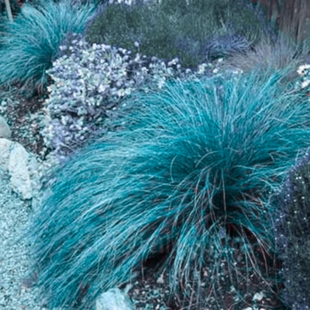 Seedling Blue Ornamental Grasses Live Plants Perennial, Live Fescue Grass Plant for Planting, 5 to 8 Inc Tall