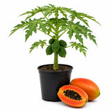 Dwarf Red Papaya Tree Live Plant 8-12 Inches, Sweet Papaya Plant Starter in Half Gal Pot, Ready to Grow, Outdoor Garden Planting