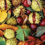 Live Horse Chestnut Tree Plant 3-5 Inch Tall, Chestnut Plant 4" Pot, Hardy Ornamental Plants for Yard