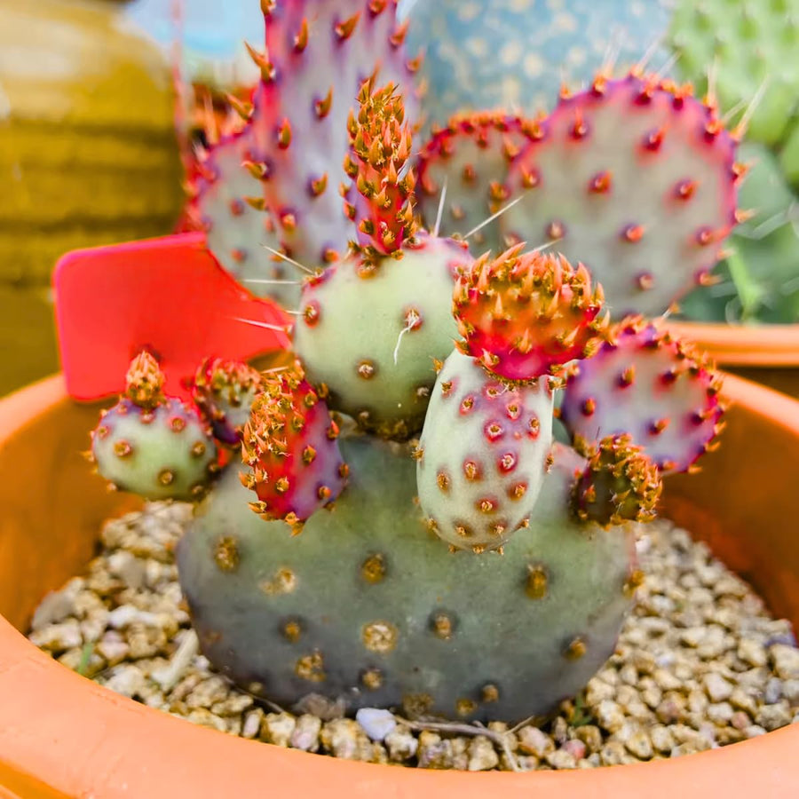 Red Prickly Pear Cactus Plants Live in 3 Inch Pot, Hardy Colorful Cactus Plants, Great for Rock Gardens and Pots