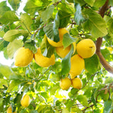 Lemon Tree Live Plant, 3-4 Feet Tall, Well Rooted Grafted Citrus Tree, Live Fruit Trees, Easy Care, Low Maintenance (Yellow Lemon Tree)