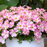 2 Petunia Live Plants, Princess Hearts Petunia Flowers, Live Petunias Plants Outdoor Indoor, 5-9 Inch Tall